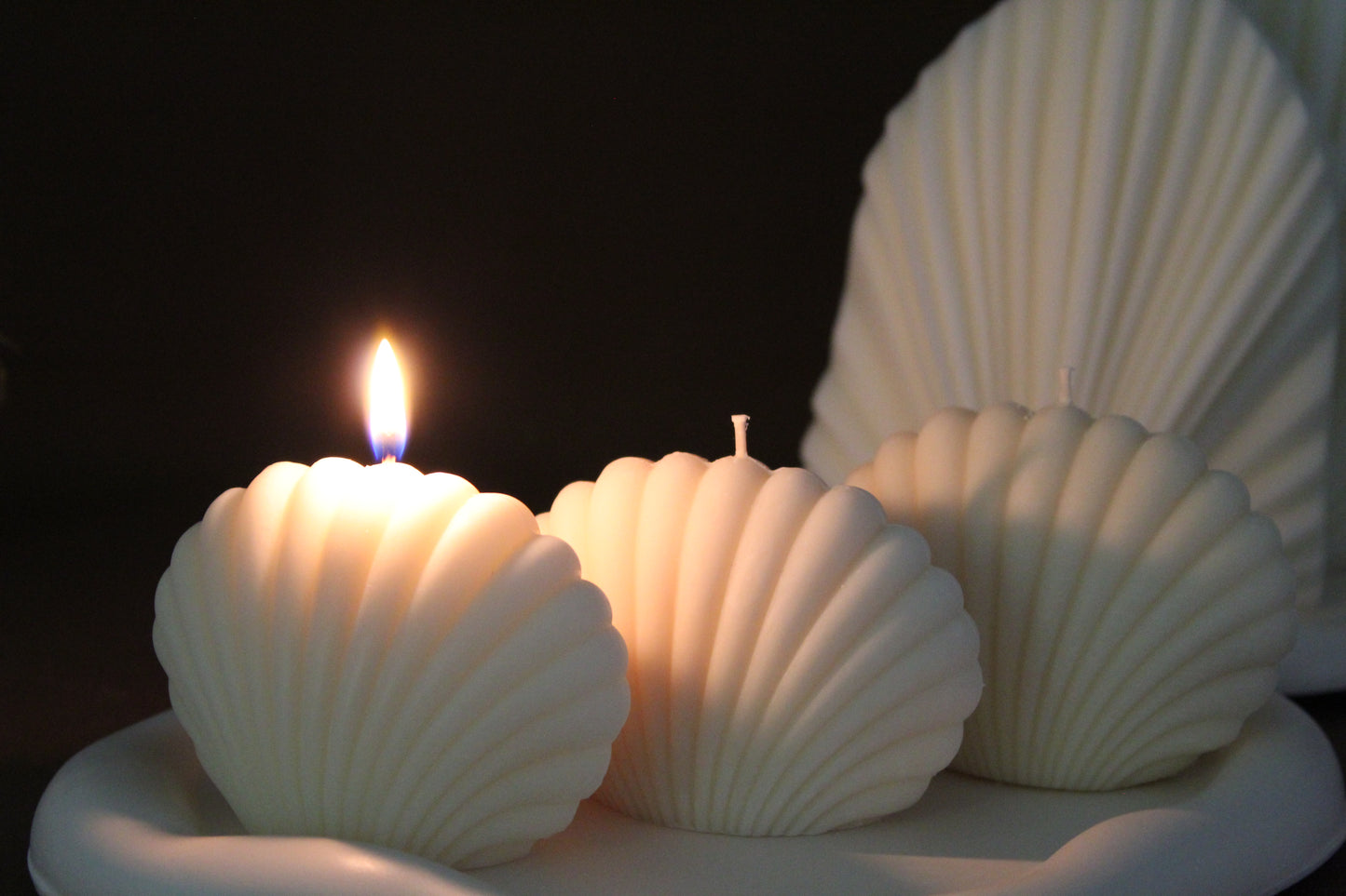 The Seashell