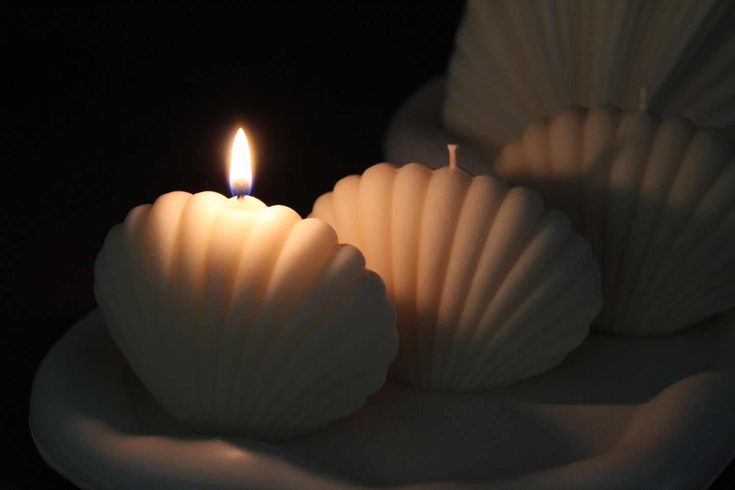 The Seashell