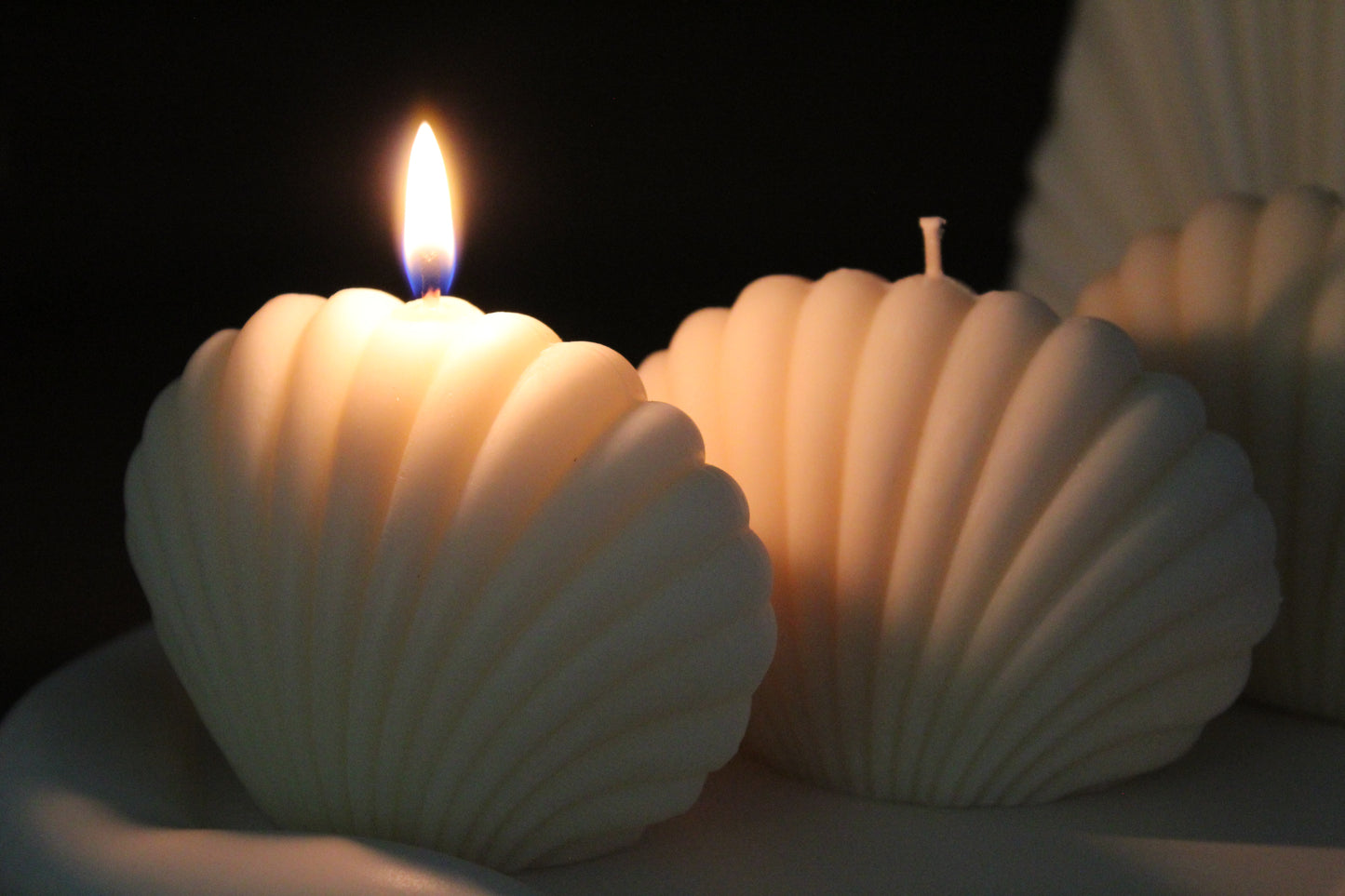 The Seashell