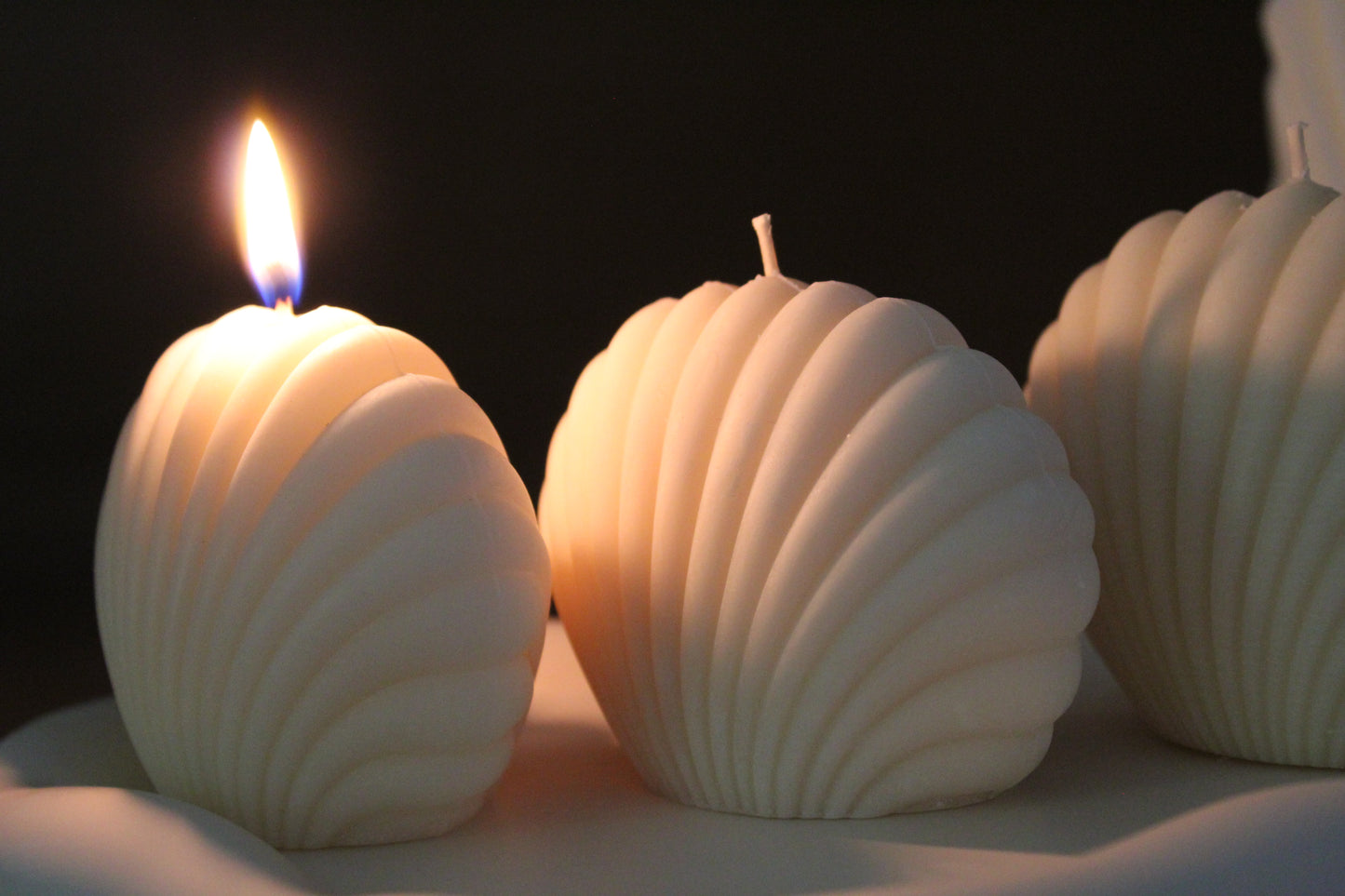 The Seashell